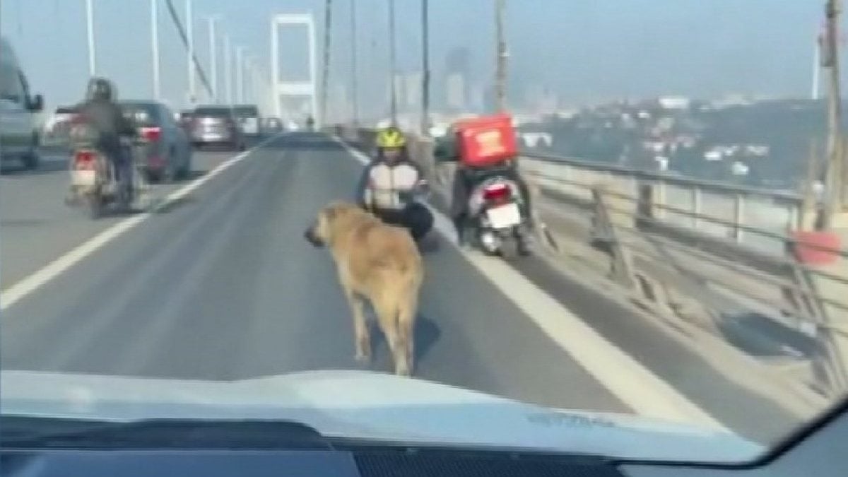 15 Temmuz Köprüsü’ndeki köpeğe yardım edenler o anları anlattı