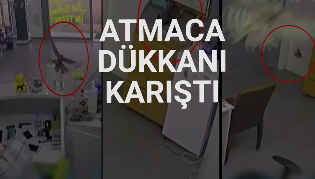 Atmaca yakaladığı serçe ile dükkana daldı